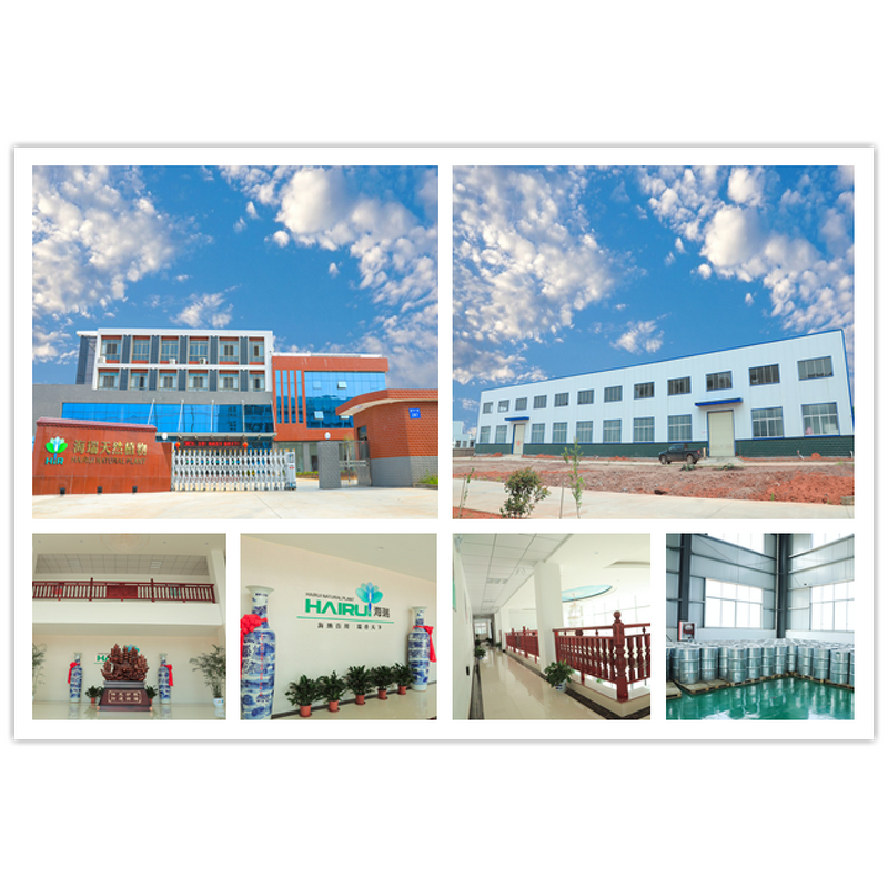 Notopterygium Incisum Oil Manufacturer - Wholesale 100ml Bottle Herbal - Healthy Care Product Notopterygium Root Extract