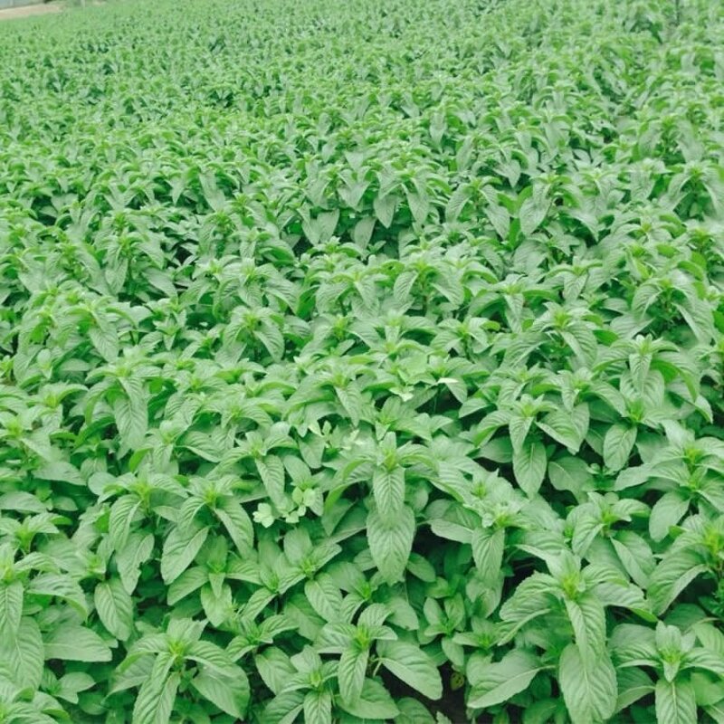 L-Menthol Crystal Manufacturer - Food/Cosmetic Grade Flavor Fragrance Ingredient CAS 2216-51-5 - Cooling Agent