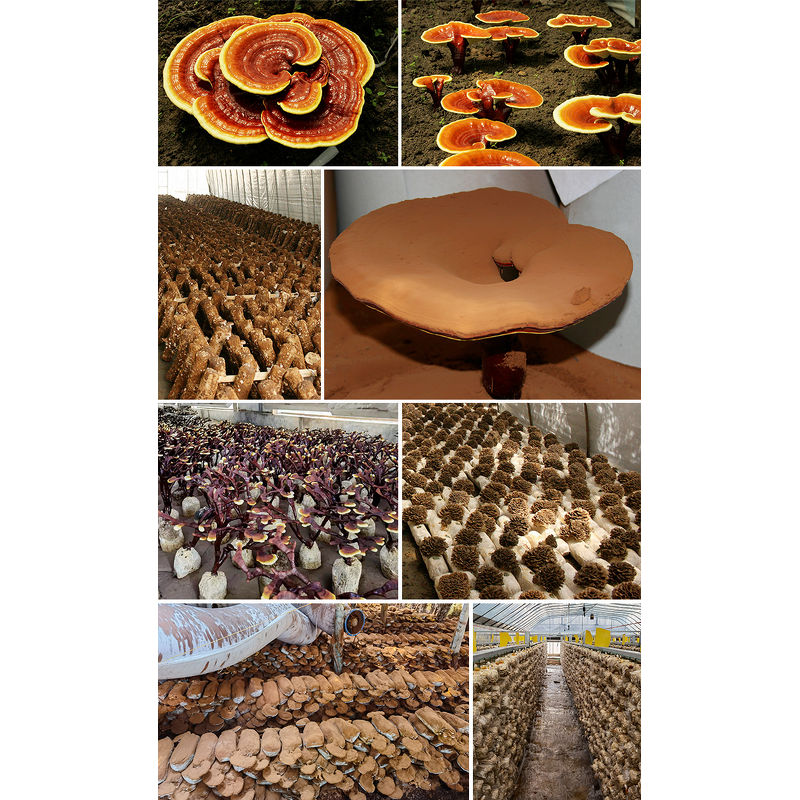 Maitake Powder Manufacturer - Organic Mushroom Extract Natural GOH Supplement