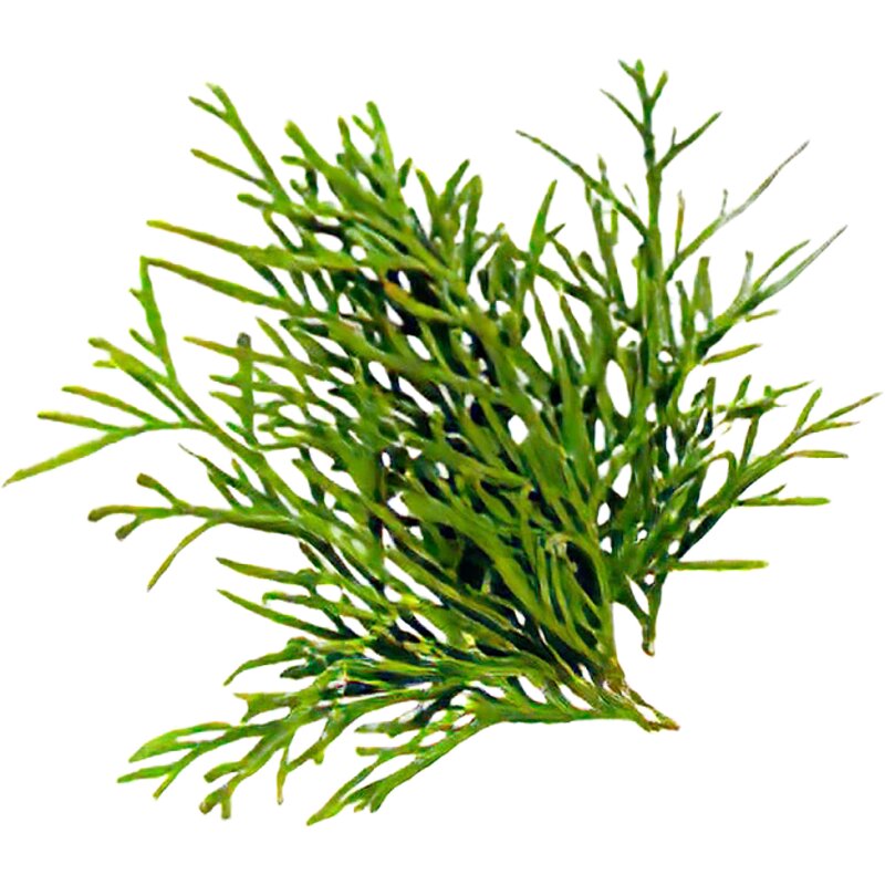 Borneol Crystal Manufacturer - High Purity Organic Intermediate Free Sample Timely Delivery