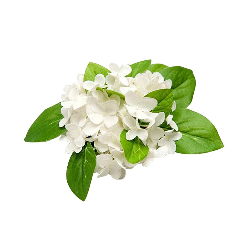 Clove Oil Manufacturer - 100% Pure Customized Bulk for Hair Care 60ml Liquid