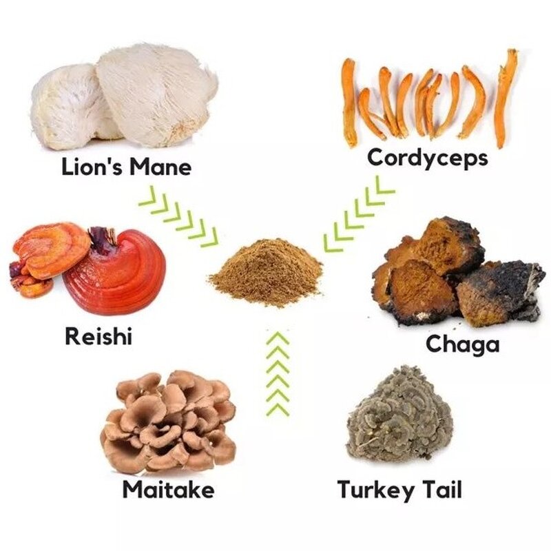 Powder Manufacturer - 5 in 1 Organic Reishi Chaga Cordyceps Lion's Mane Turkey Tail