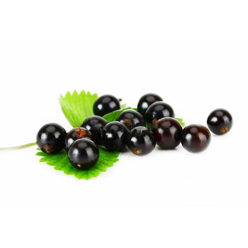Black Currant Fruit Extract Powder Manufacturer - High Quality Organic Juice Concentrate