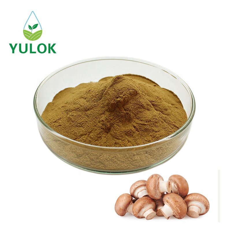 Shiitake Mushroom Extract Powder Manufacturer - Factory Supply 10-50% Polysaccharide