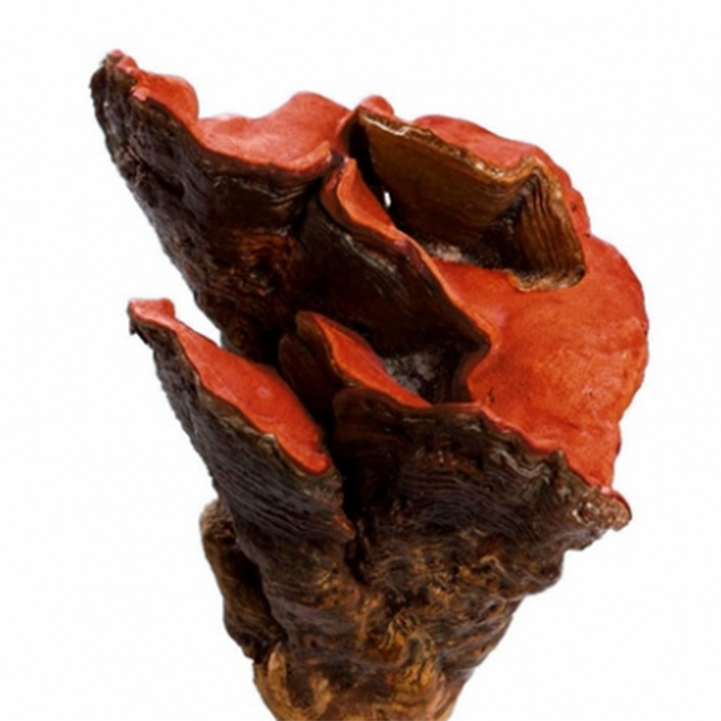 Antrodia Camphorata Extract Powder Manufacturer - Wholesale Bulk High Security Natural Organic