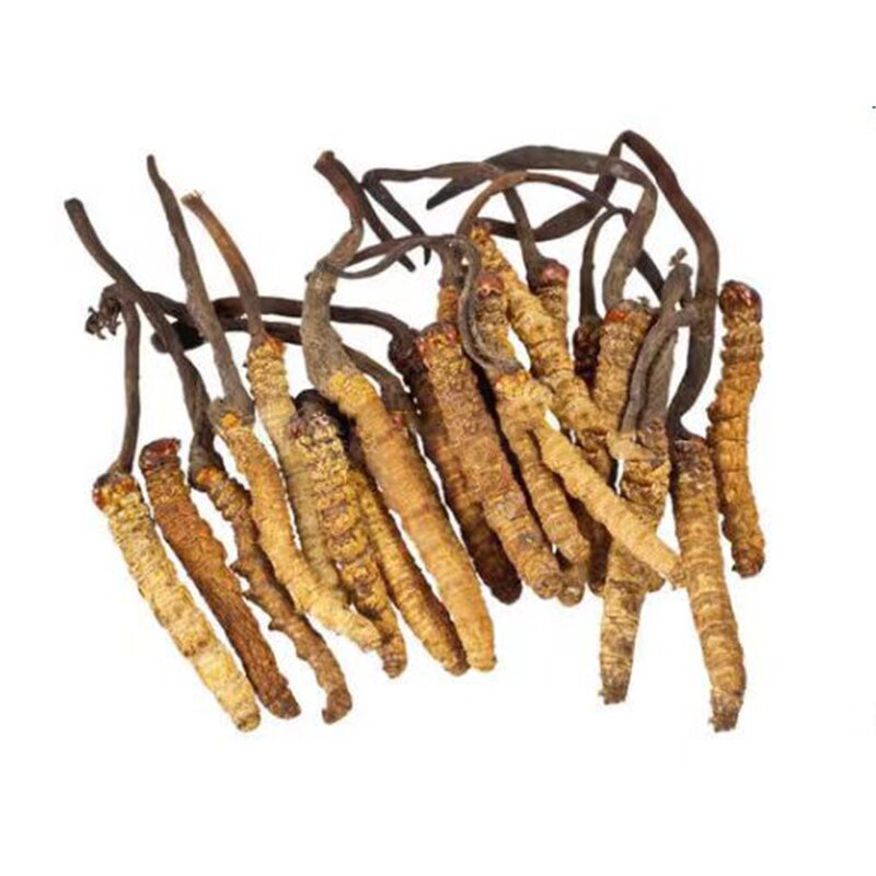 Cordyceps Sinensis Powder Manufacturer - High Quality 100% Water Soluble Organic