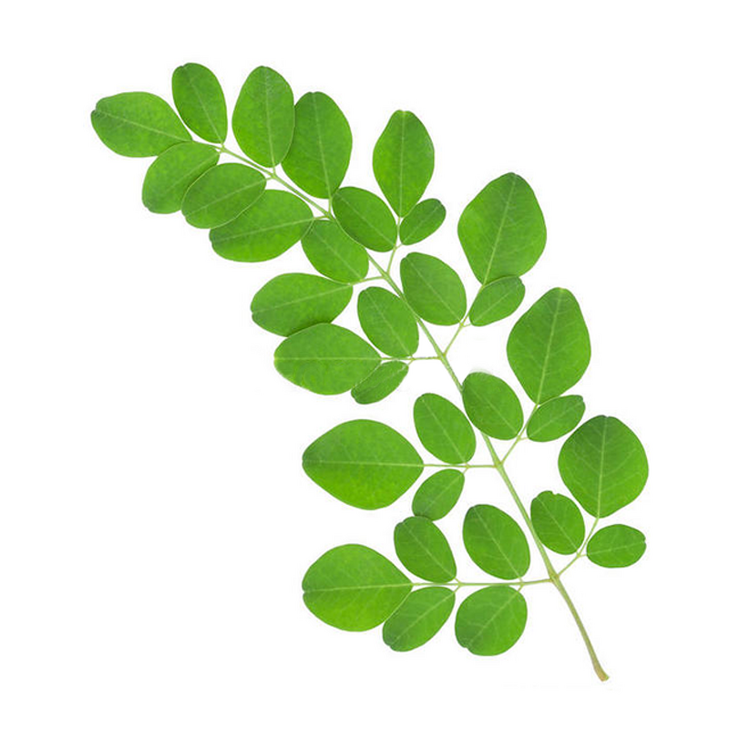 Moringa Extract Powder Manufacturer - Wholesale 100% Water Soluble Pure Natural Organic