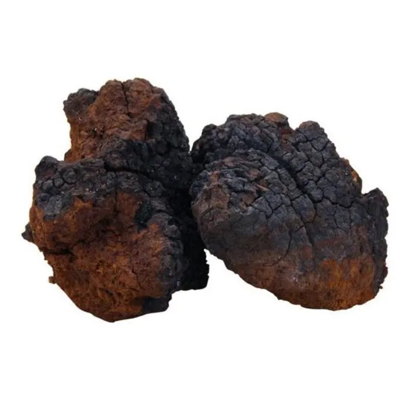 Chaga Extract Powder Manufacturer - Wholesale Organic 10% to 50% Polysaccharide