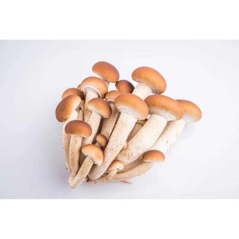 Agrocybe Aegerita Extract Powder Manufacturer - Factory Direct Sales Food Grade Pure Natural