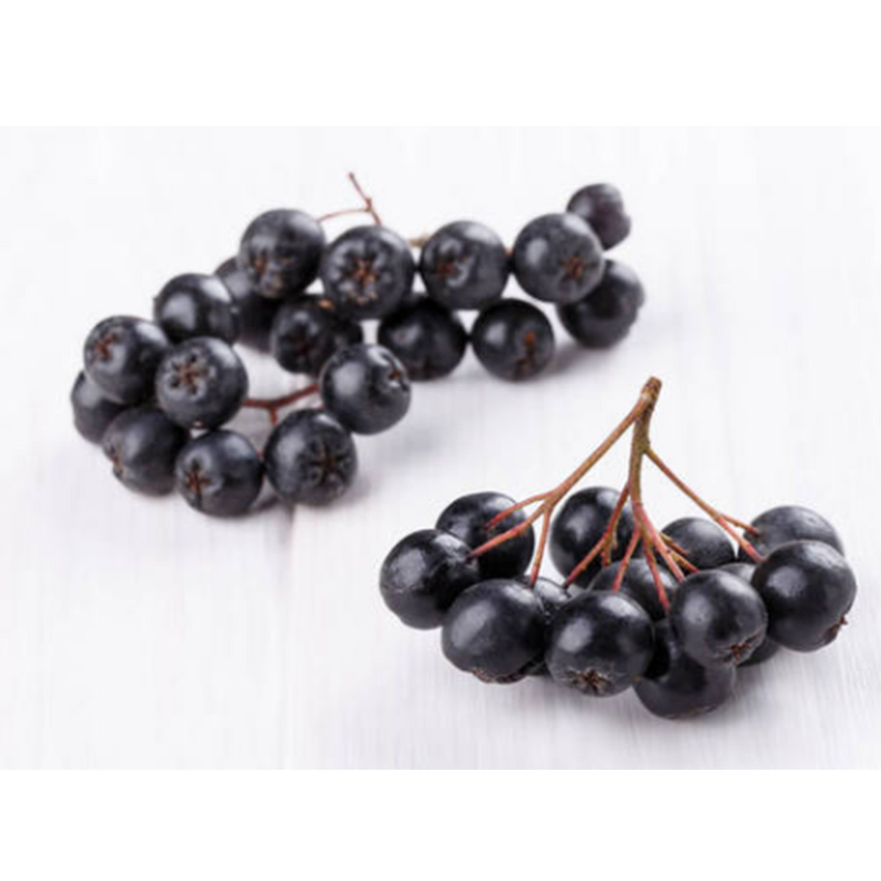 Aronia Fruit Powder Extract Manufacturer - Manufacturer Supply 100% Natural Food Additive Organic