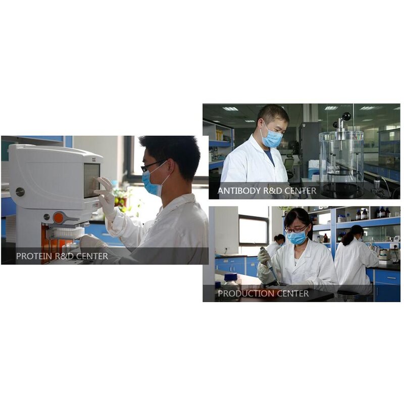 ELISA Kit Manufacturer - Porcine IGF-1 Insulin-like Growth Factors-1