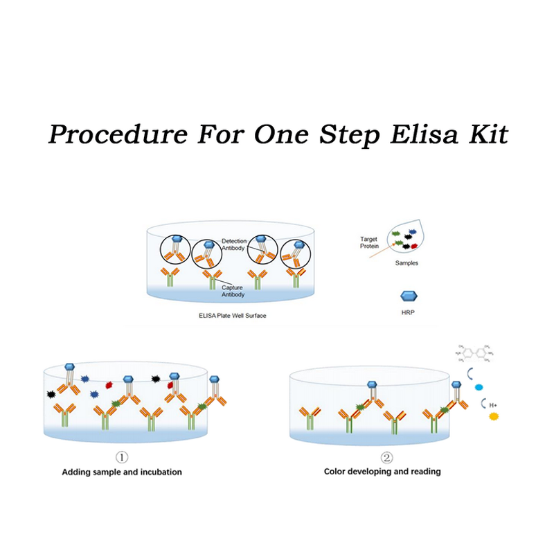 ELISA Kit Manufacturer - Rat Interleukin 1 Beta IL1b One Step Cytokine Detection