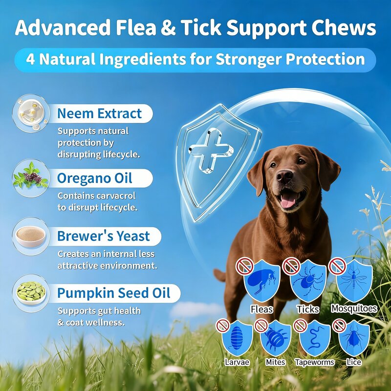 Dog Probiotics Soft Chews Manufacturer - Fish Oil for Intestinal Digestive Health Support