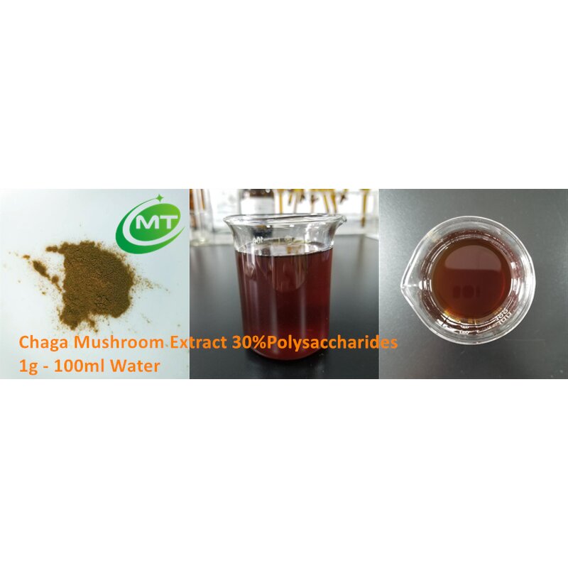Organic Chaga Extract - ISO 100% Natural Mushroom Supplement Free Sample