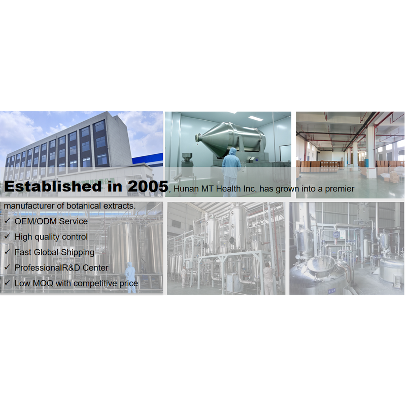 Gynostemma Pentaphyllum - High Purity Extract Powder OEM Service Available