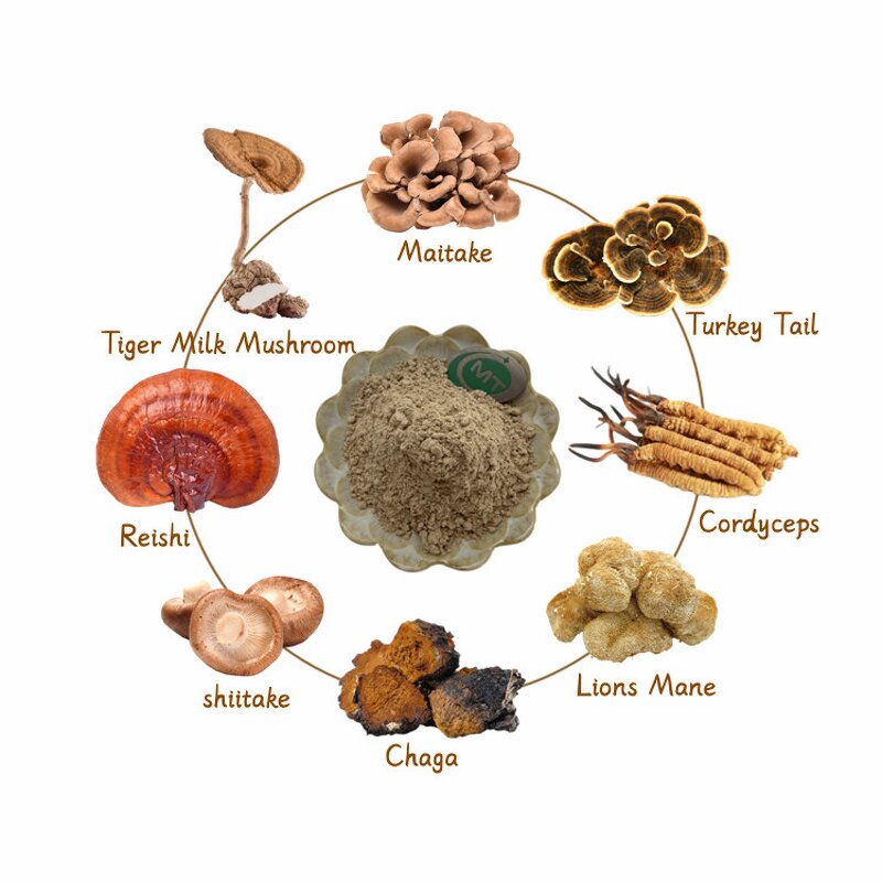 Lions Mane Extract - Hericium Erinaceus Premium Immune Booster Free Sample