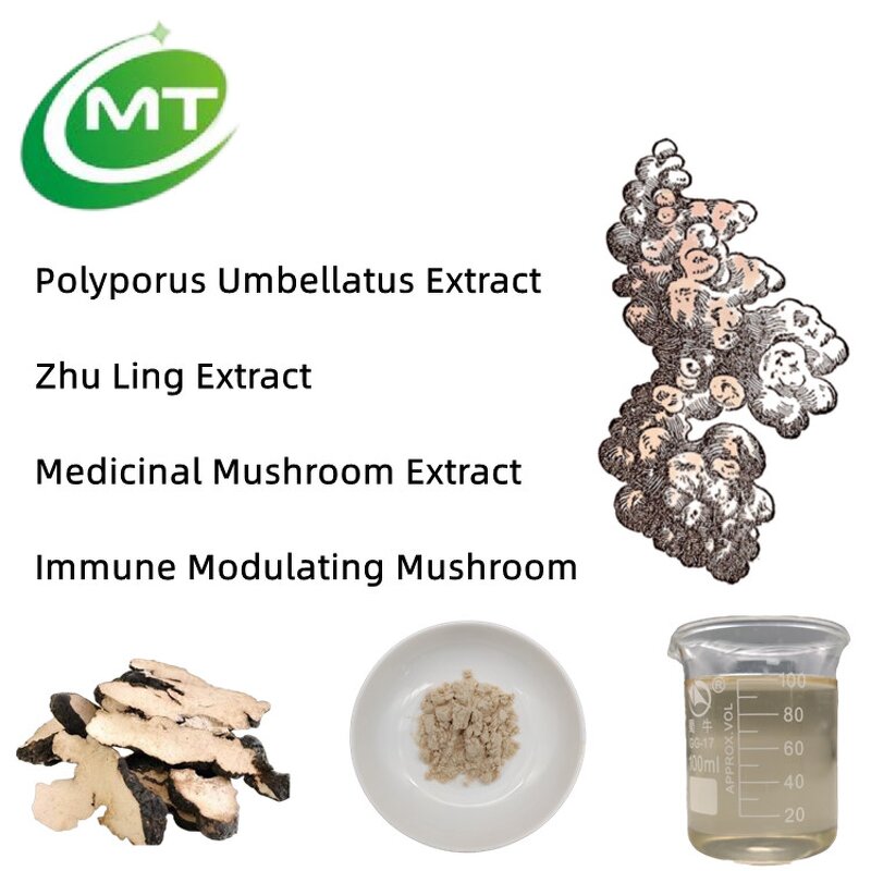 Polyporus Umbellatus Extract - Zhu Ling Mushroom Natural Immune Support