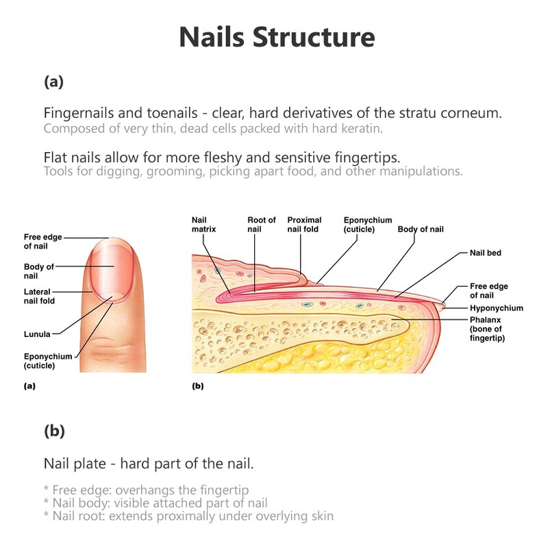 Nail Fungus Treatment - Manufacturer Private Label Anti Fungal Cracked Rough Nail Repair