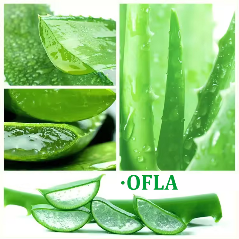 Aloe Vera Gel Manufacturer - New Cheapest 100% Natural Forever Facial Moisturizing Gel Organic & PeilSi