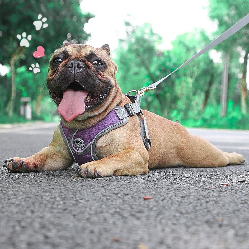 Pet Grooming Glove - Manufacturer - Private Labelling Hair Remover Comb Gloves Cat Dog