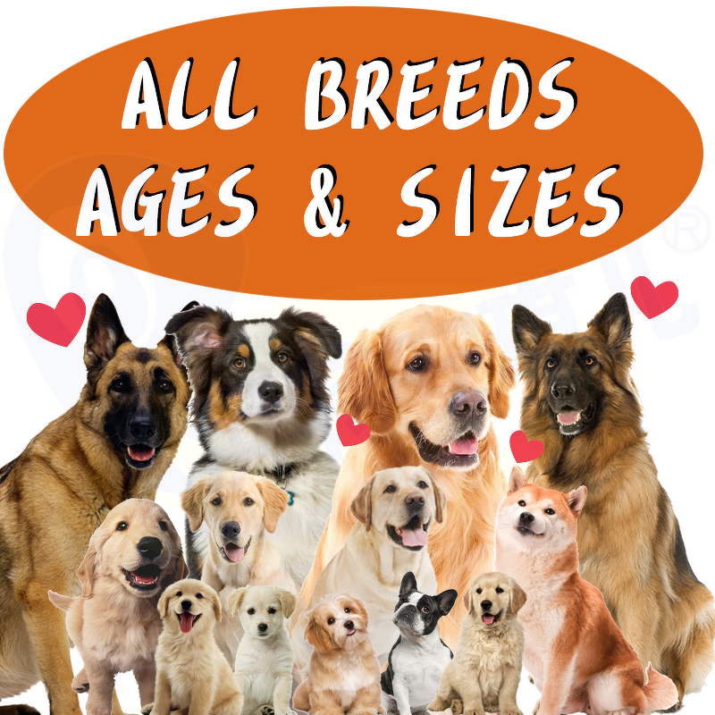 Dog Eye Care Supplement - Manufacturer - Customized Daily Vision Soft Chews Immune Support