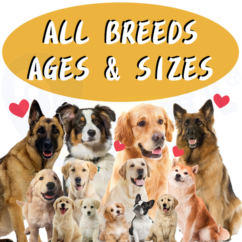 Dog Flea Tick Tablet - Manufacturer - Professional Custom Brand OEM&ODM Prevent Fleas Vitamin