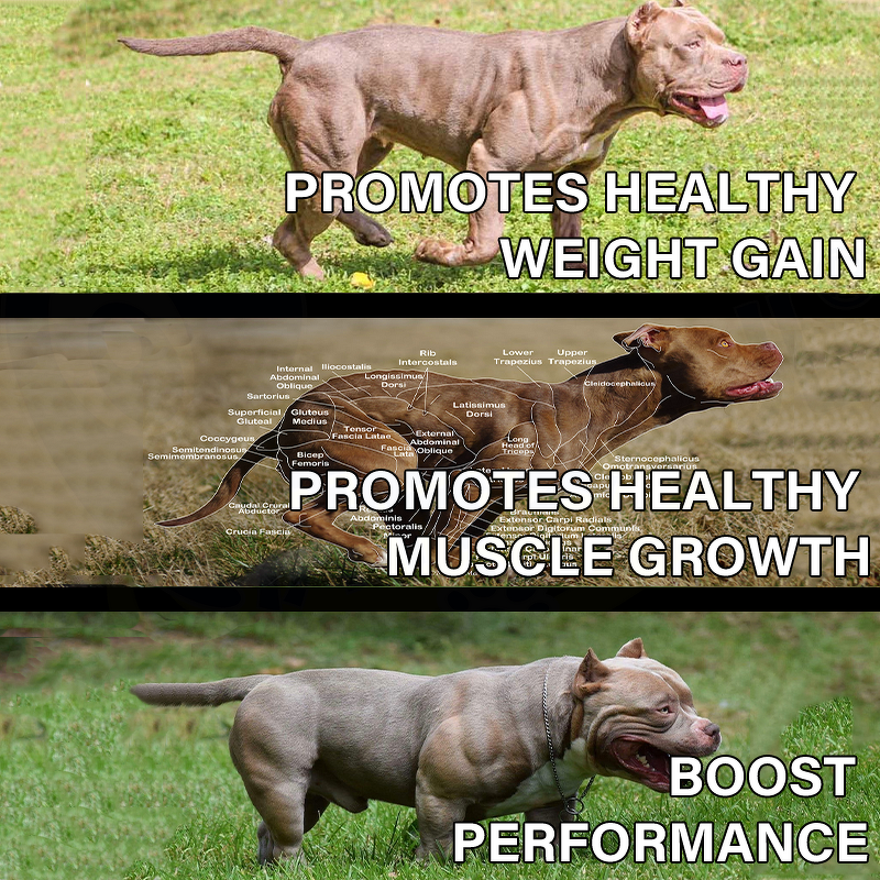 Dog Muscle Gain Supplement - Manufacturer - Premium Pet Health Care Nutrition Supplement