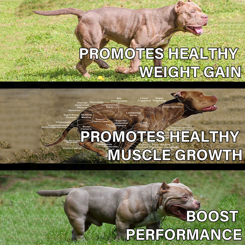 Dog Muscle Gain Supplement - Manufacturer - Custom All in One Bully High Whey Protein Energy