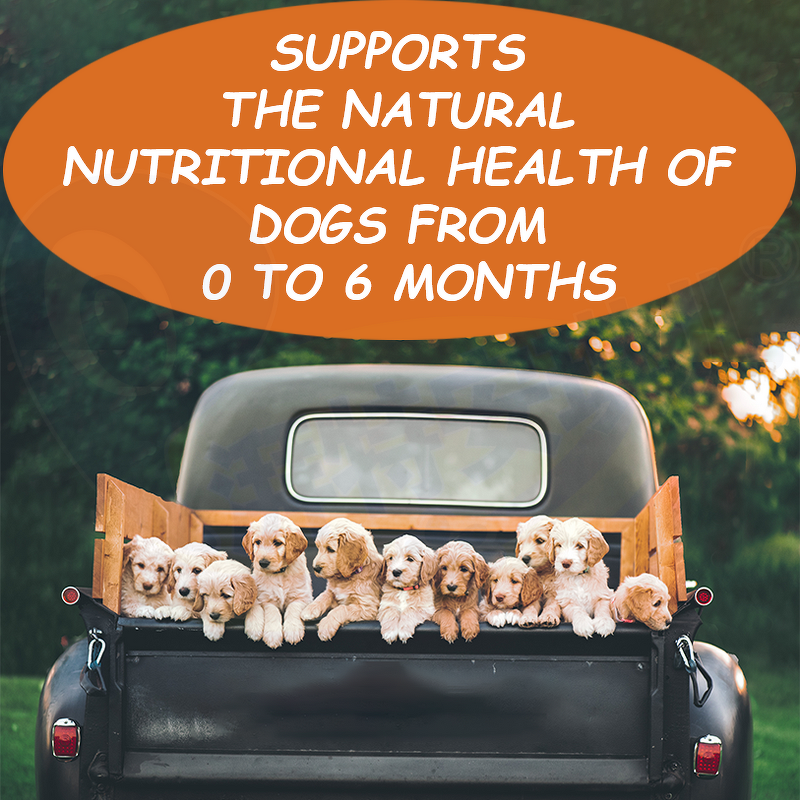 Dog Puppy Probiotic Powder - Manufacturer - Wholesale Omega 3 6 Fatty Acid High Protein