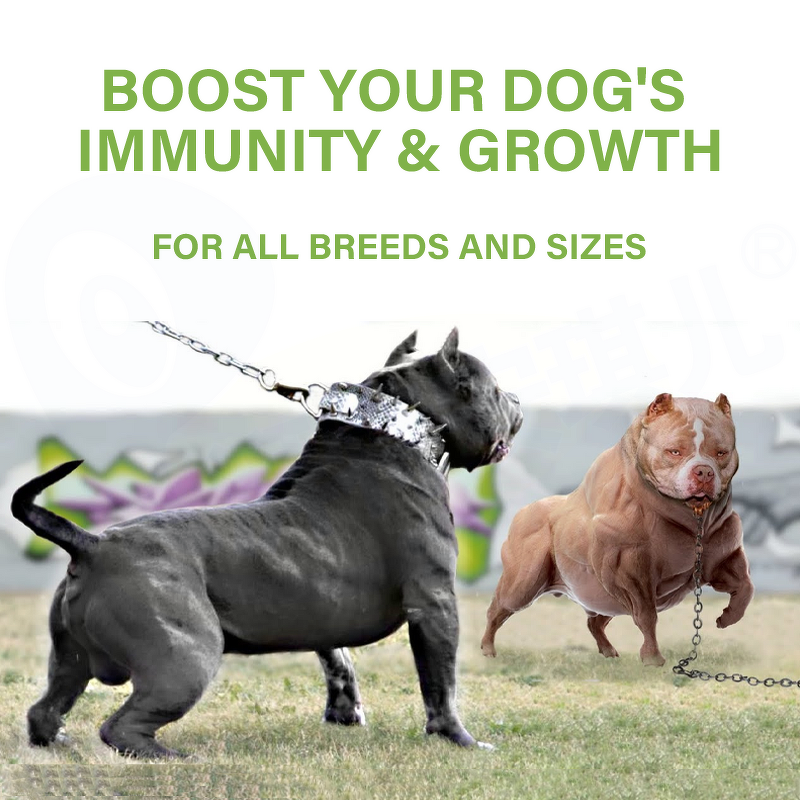 Dog Muscle Gain Supplement - Manufacturer - Premium Pet Health Care Nutrition Supplement