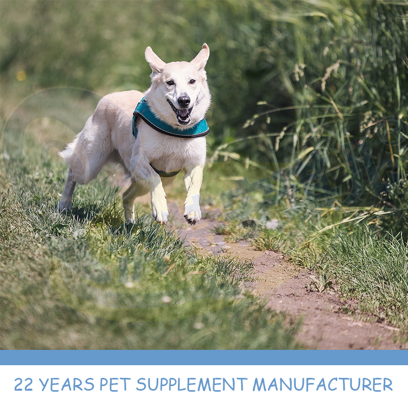 Dog Prenatal Vitamins - Manufacturer - Professional Custom Fertility Supplement Successful Cycle