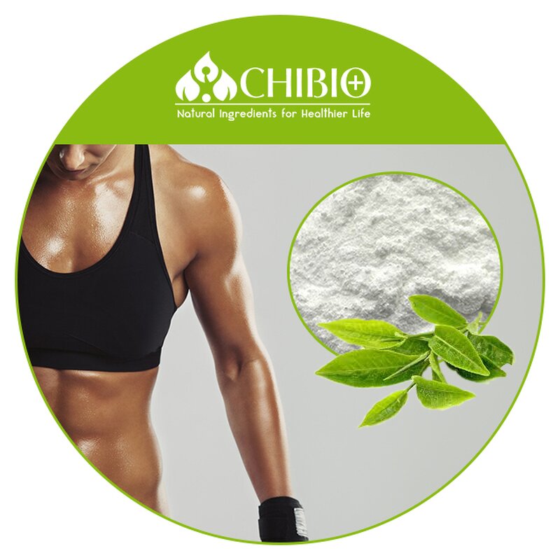 Theacrine Powder - Manufacturer - Kucha Tea Extract Wholesale Bulk for Body Health