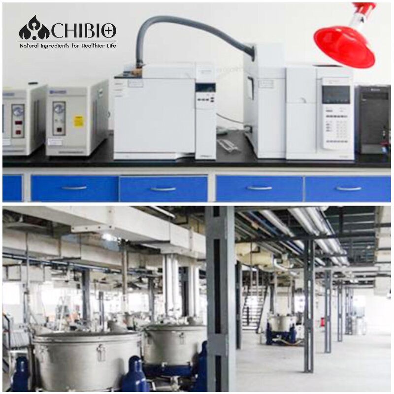 Theacrine Powder - Manufacturer - Kucha Tea Extract Wholesale Bulk for Body Health