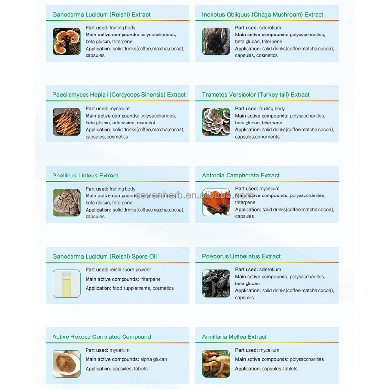 Phellinus Linteus Extract Powder Manufacturer - 10:1 20:1 Organic
