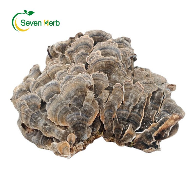 Turkey Tail Mushroom Manufacturer - Dried Coriolus Versicolor