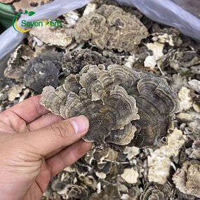 Turkey Tail Mushroom Manufacturer - Dried Coriolus Versicolor