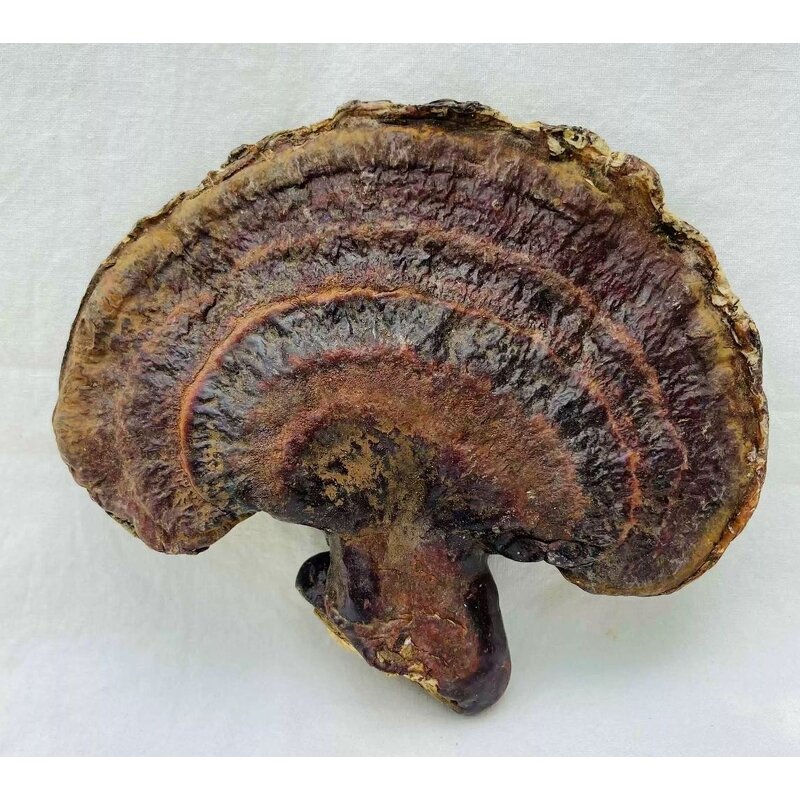 Shiitake Extract Powder Manufacturer - Organic 10%-50% Polysaccharides
