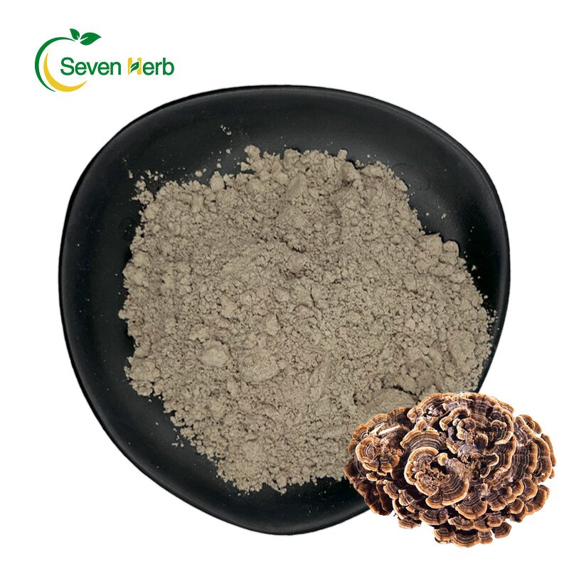 Turkey Tail Extract Powder Manufacturer - Coriolus Versicolor Food Grade