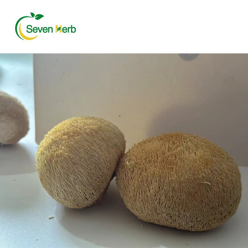 Lion's Mane Mushroom Manufacturer - Dried Hericium Erinaceus