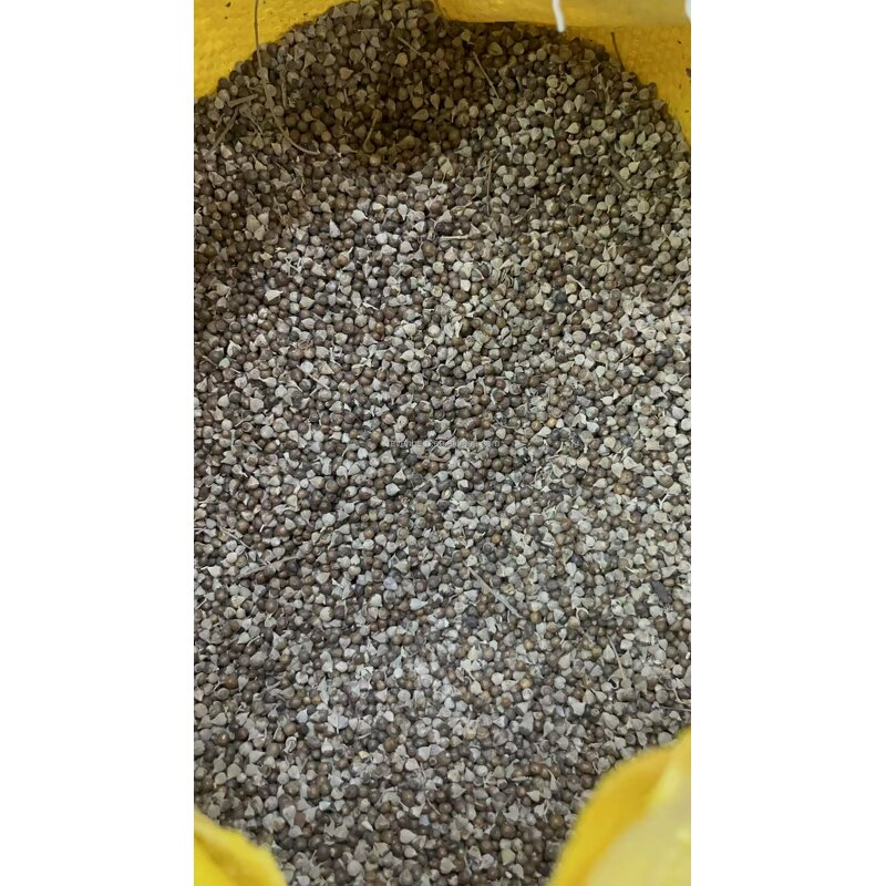 Chasteberry Seeds Manufacturer - Vitex Agnus Castus Wholesale