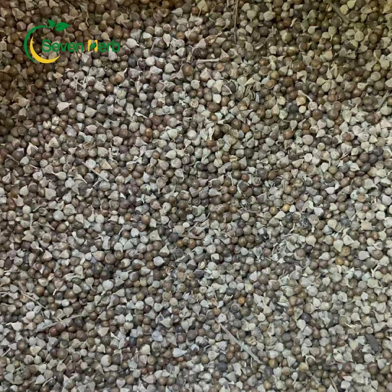 Chasteberry Seeds Manufacturer - Vitex Agnus Castus Wholesale