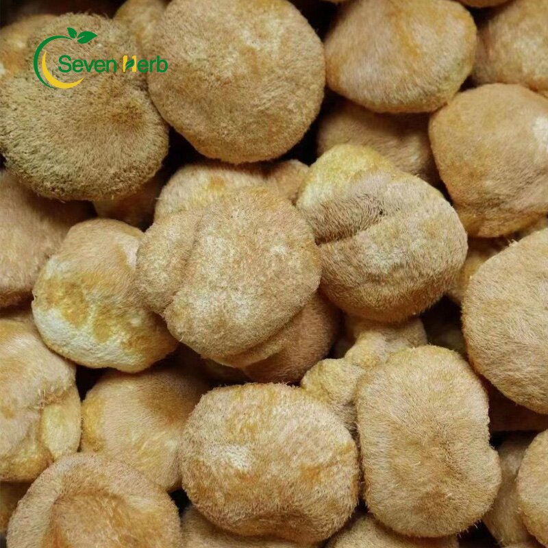 Lion's Mane Extract Powder Manufacturer - Hericium Erinaceus Organic
