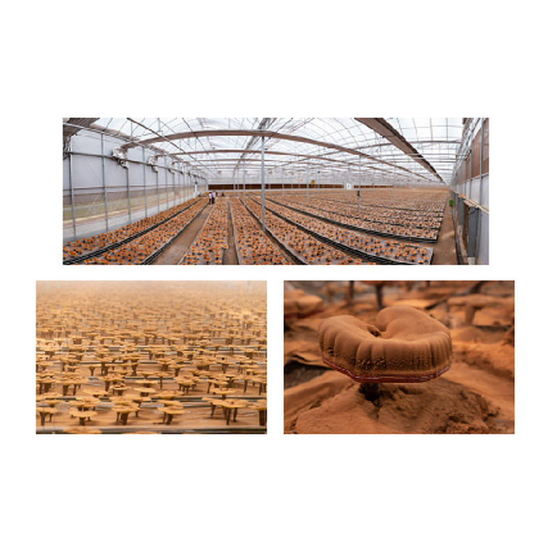 Vitamin D3 K2 Softgel - Manufacturer - 120 Caps Adult Children Joint Health Non-Pregnant/Newborn