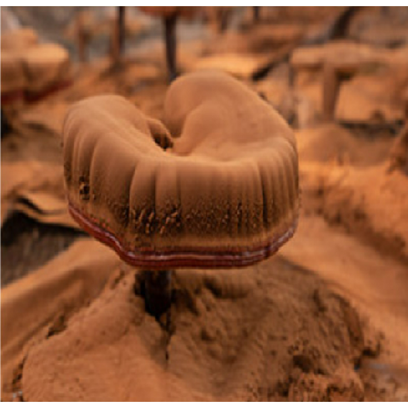 Vitamin D3 K2 Softgel - Manufacturer - 120 Caps Adult Children Joint Health Non-Pregnant/Newborn