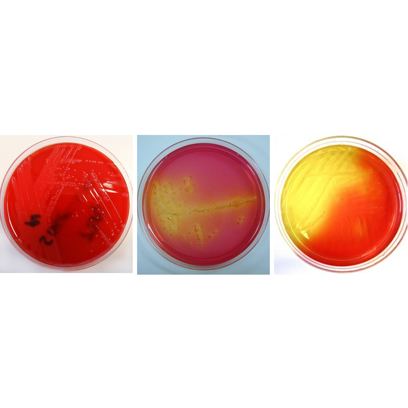 Pigment Manufacturer - for Permanent Makeup, Iron Oxide & Food Coloring