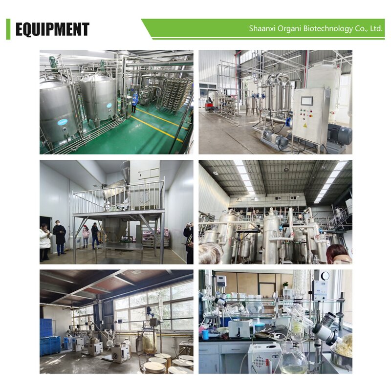 Fennel Seed Oil Manufacturer - 100% Natural Fluid Extract