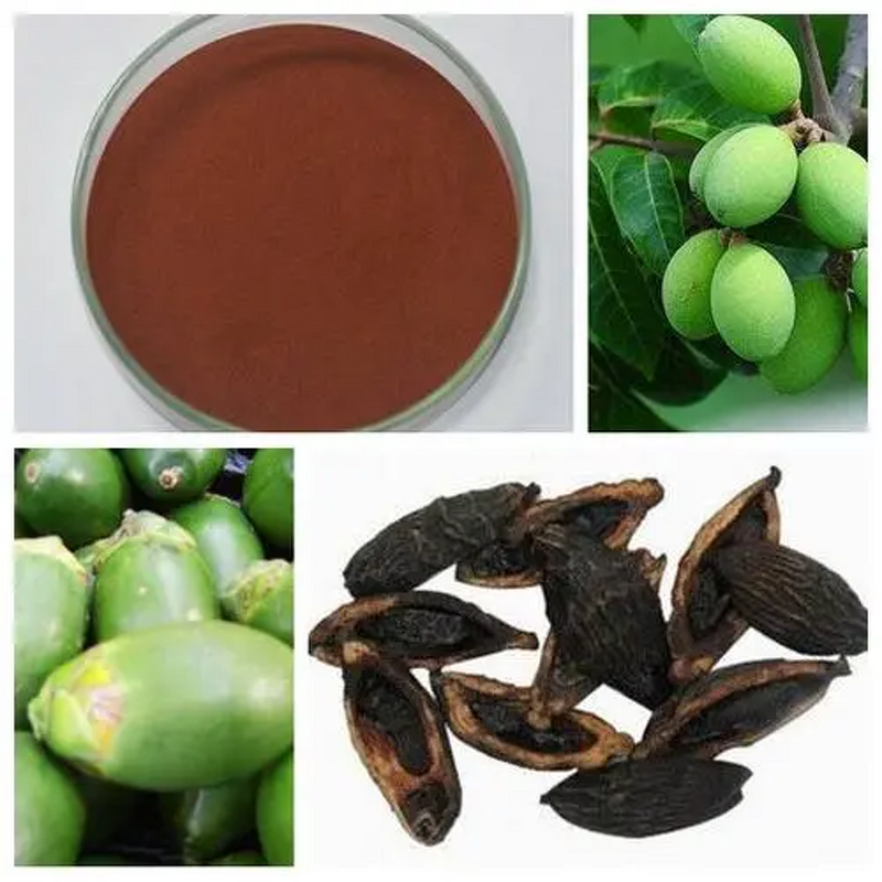 Areca Nut Extract Powder Manufacturer