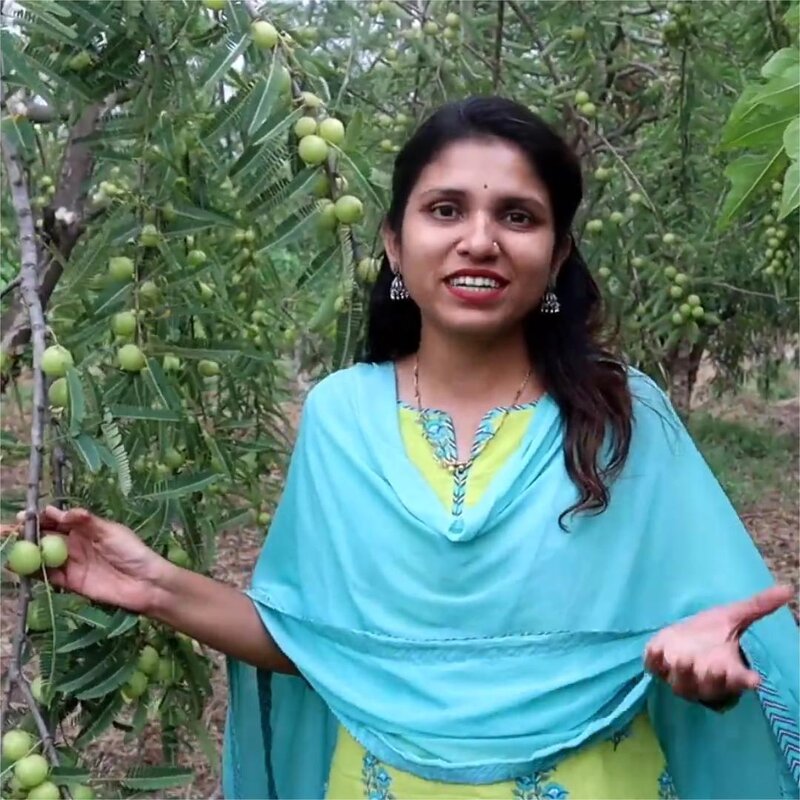 Amla Seed Oil Manufacturer - 100% Pure Cold Pressed Indian Gooseberry for Hair Growth