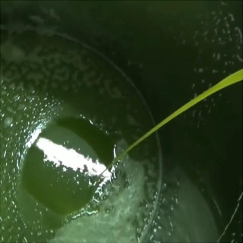 Amla Seed Oil Manufacturer - 100% Pure Cold Pressed Organic Infused for Hair Growth