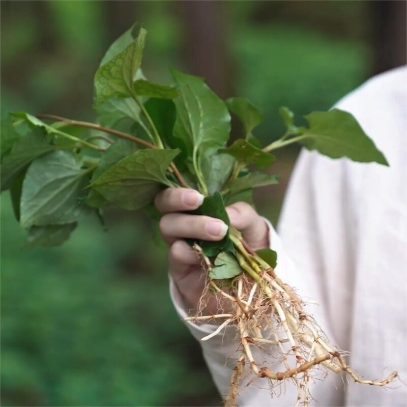 Houttuynia Cordata Extract Manufacturer - Yu Xing Cao Essential Oil for Skin